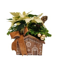 Gingerbread House Planter. An arrangement by Prestige Floral.
