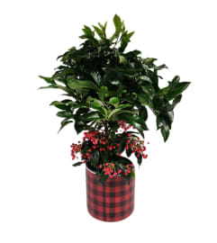 Ardisia Christmas Berry. An arrangement by Prestige Floral.