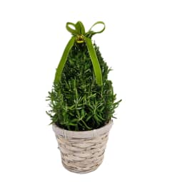Rosemary Tree. An arrangement by Prestige Floral.