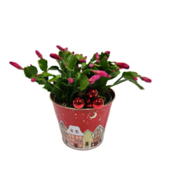Festive Christmas cactus. An arrangement by Prestige Floral.