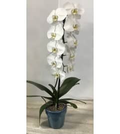 Cascading orchid. An arrangement by Floral Factory.