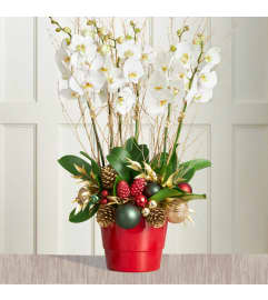 Christmas Orchids. An arrangement by Flowers and Beyond.