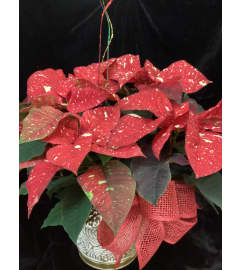 Red Glitter Poinsettia. An arrangement by Roma Flowers and Gifts.
