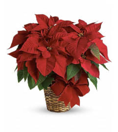 Christmas Red Poinsettia. An arrangement by Cantutas Florist.