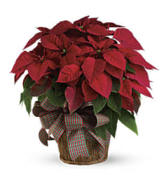 Red Holiday Poinsettia. An arrangement by Flore's Shop.