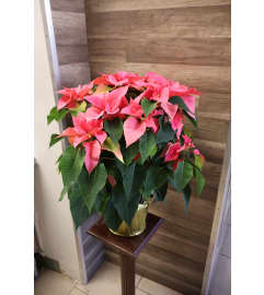 Blushing Pink Poinsettia Basket. An arrangement by Sonia's Florist.