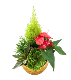 Golden Winter Glow Planter. An arrangement by The Garden Gate Gifts and Florals. Golden Winter Glow Planter. An arrangement by The Garden Gate Gifts and Florals.