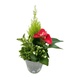 Festive Evergreen Tin Planter XL. An arrangement by The Garden Gate Gifts and Florals. Festive Evergreen Tin Planter XL. An arrangement by The Garden Gate Gifts and Florals.