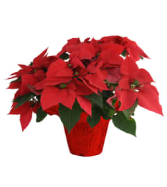6 inch red pointsettia. An arrangement by DMP Flowers and Gifts. 6 inch red pointsettia. An arrangement by DMP Flowers and Gifts.