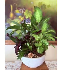 Plant dish garden (ceramic). An arrangement by Flowers by Yasmin.