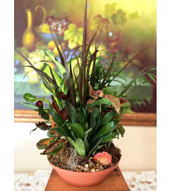 Plant dish garden (ceramic). An arrangement by Flowers by Yasmin.