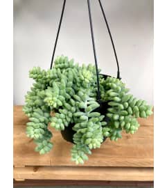 Burros tail. An arrangement by Mayfield Flowers. Burros tail. An arrangement by Mayfield Flowers.