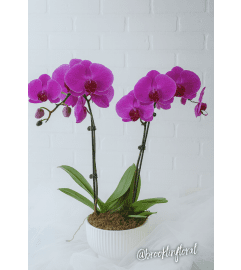 Elegant Orchid Garden Colour (may vary). An arrangement by Brooklin Floral and Garden Shoppe Inc.. Elegant Orchid Garden Colour (may vary). An arrangement by Brooklin Floral and Garden Shoppe Inc..