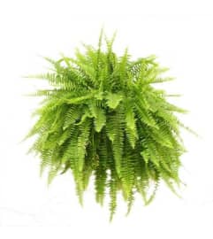 10 Boston Fern Plant. An arrangement by Owen Sound Flowers.