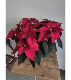 Festive Premium Poinsettia. An arrangement by Mayfield Flowers. Festive Premium Poinsettia. An arrangement by Mayfield Flowers.