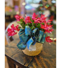 Christmas Cactus In Hand Woven Basket. An arrangement by Thurston Flowers.