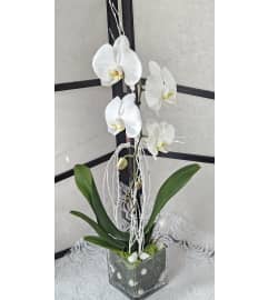 White Glass Vase Orchid Plant. An arrangement by Brickell Glamour Flowers.
