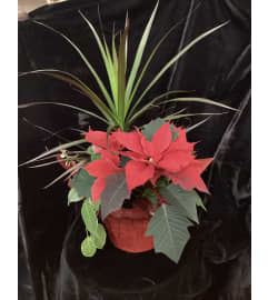 Mix Christmas Planter. An arrangement by Roma Flowers and Gifts.