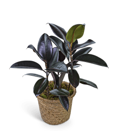 Rubber Plant in Basket. An arrangement by The Flower Shop of Lake Charles.