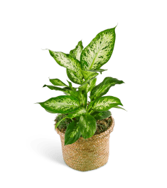 Dieffenbachia Plant. An arrangement by The Flower Shop of Lake Charles.