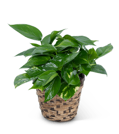 Pothos Plant in a Basket. An arrangement by The Flower Shop of Lake Charles.