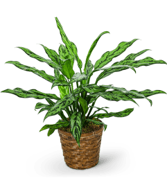 Chinese Evergreen Basket. An arrangement by The Flower Shop of Lake Charles.