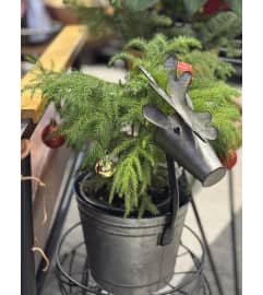 Prancer's Pine. An arrangement by Tangled Lilac Flowers and Gifts.