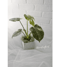 4 Thai Constellation Monstera. An arrangement by Brooklin Floral and Garden Shoppe Inc..