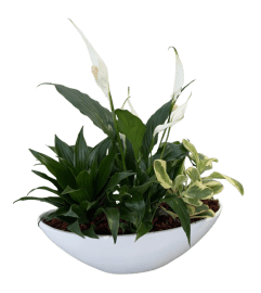 Peaceful Planter. An arrangement by Loyalist Flowers. Peaceful Planter. An arrangement by Loyalist Flowers.