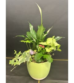 Green blooms. An arrangement by DMP Flowers and Gifts. Green blooms. An arrangement by DMP Flowers and Gifts.
