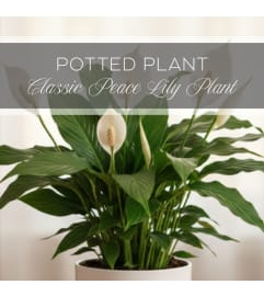 Classic Peace Lily. An arrangement by The Greenhouse Florist.