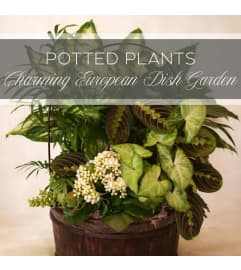 European Dish Garden. An arrangement by The Greenhouse Florist.