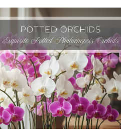 Potted Orchids. An arrangement by The Greenhouse Florist. Potted Orchids. An arrangement by The Greenhouse Florist.