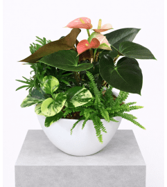 Large Anthurium Boat Planter. An arrangement by The Garden Gate Gifts and Florals. Large Anthurium Boat Planter. An arrangement by The Garden Gate Gifts and Florals.