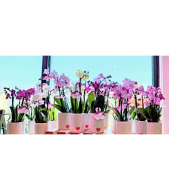 4 Inch Orchid - Dark Purple. An arrangement by Block Farms Flowers.