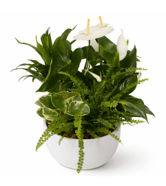 Serene Tropics Planter. An arrangement by The Garden Gate Gifts and Florals.