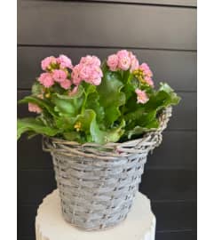 Kalandiva Kiss Basket. An arrangement by Marianna's Flower Island.