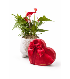 Chocolates and Blooms. An arrangement by The Garden Gate Gifts and Florals.