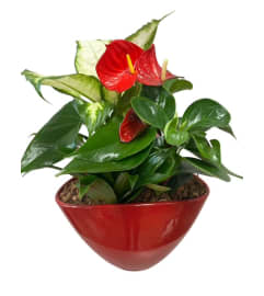 Lovely Anthurium Planter. An arrangement by My Secret Garden.