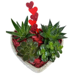 Heart Succulant Planter. An arrangement by My Secret Garden.