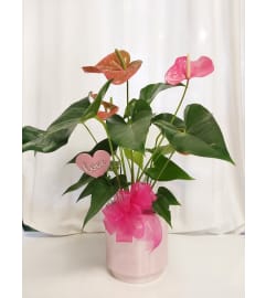 Pink Anthurium 'Love' Edition. An arrangement by Flowers By Fiore.
