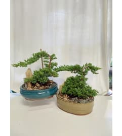 Juniper Bonsai Tree. An arrangement by Flowers By Fiore.