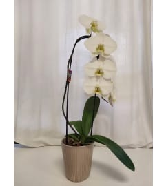 White Phalaenopsis Orchid. An arrangement by Flowers By Fiore.