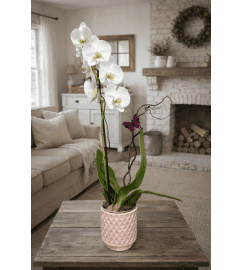 Flutter and Bloom Orchid. An arrangement by Petals and Co..