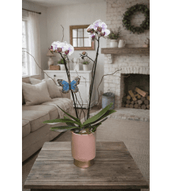 Hearts Aflutter Orchid. An arrangement by Petals and Co..