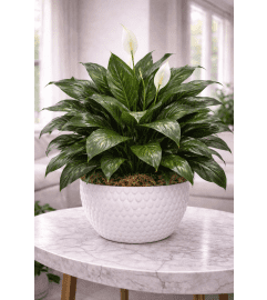 Peaceful Lily Embrace. An arrangement by Floral With a Twist.