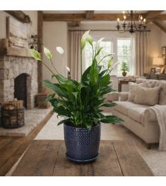 Premium Peace Lily. An arrangement by Petals and Co..