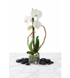 White Phalaenopsis Plant. An arrangement by Brickell Glamour Flowers. White Phalaenopsis Plant. An arrangement by Brickell Glamour Flowers.