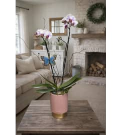 Flutter and Bloom Orchid. An arrangement by Petals and Co..