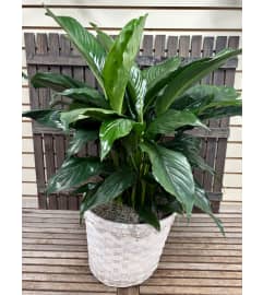 Peace Lily Plant in basket. An arrangement by Deep Creek Floral.